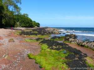 Aspects of Nature on a Scottish seashore