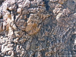 Aspects of Nature on a Scottish seashore