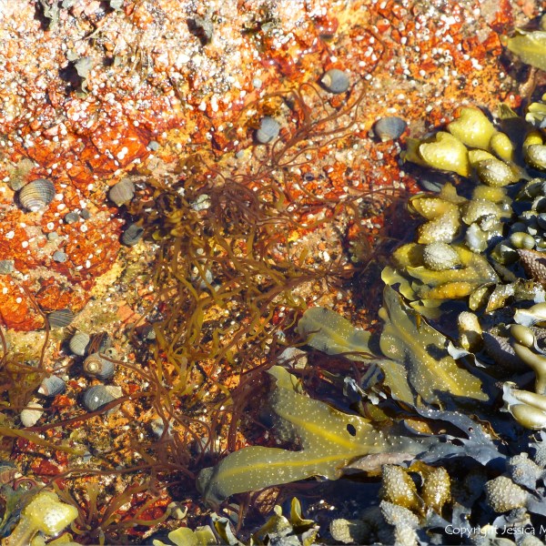 Aspects of Nature on a Scottish seashore