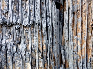 Textures produced by weathering and age on old boathouse woodwork
