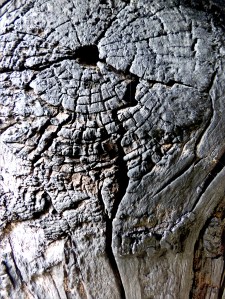 Textures produced by weathering and age on old boathouse woodwork