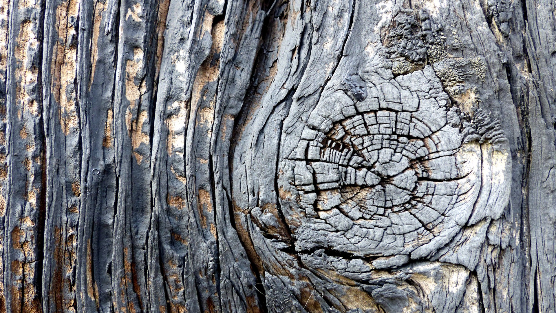 Textures produced by weathering and age on old boathouse woodwork