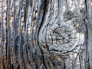 Textures produced by weathering and age on old boathouse woodwork