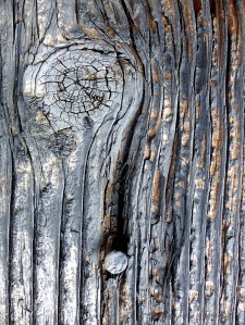Textures produced by weathering and age on old boathouse woodwork
