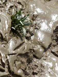 Tidal river mud shapes and textures