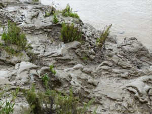 Tidal river mud shapes and textures