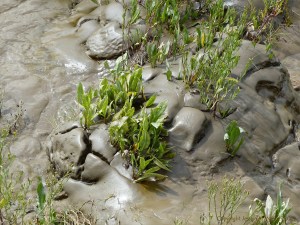 Tidal river mud shapes and textures