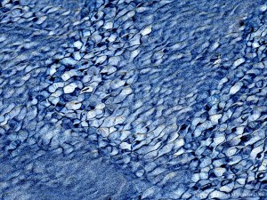 Natural patterns of light reflected on water