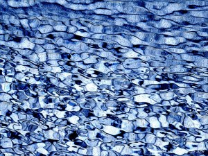 Natural patterns of light reflected on water