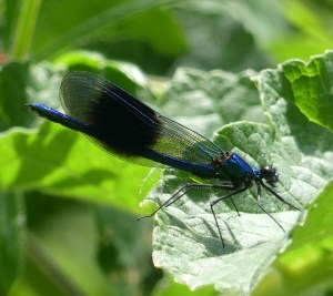 Damsel fly