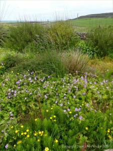 Orkney plants