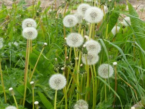 Dandelion "clocks"