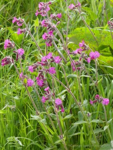 Red campion flowers