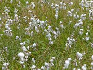 Cotton Grass