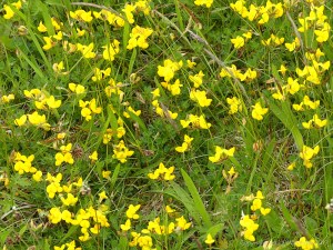 Birds Foot Trefoil?
