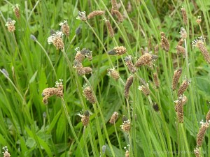 Plantain flowers