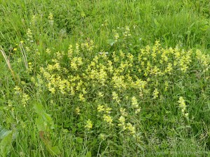 Yellow Rattle flowers