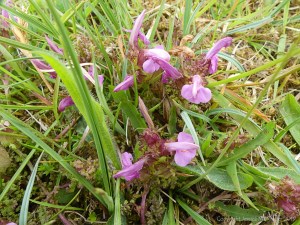 Lousewort?