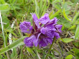 Orchid