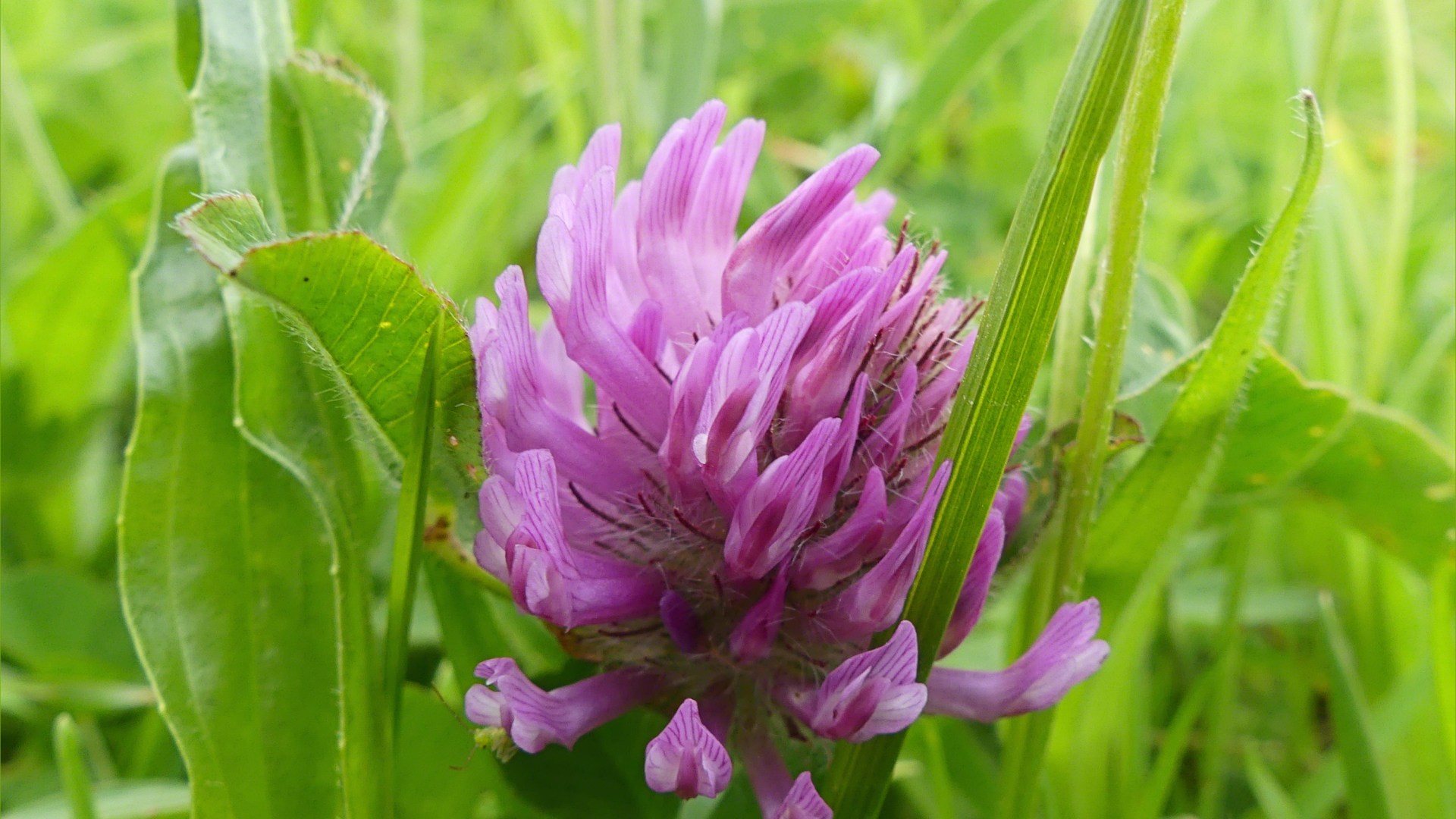 Red Clover flower