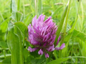 Red Clover flower