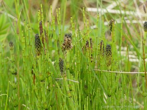 Some kind of small Horsetail plant