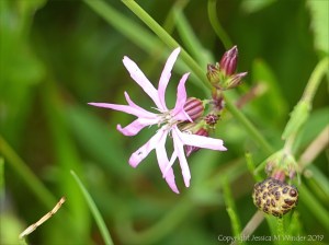 Ragged Robin flowers
