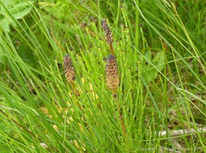 A kind of small horsetail plant