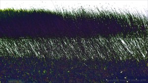 Abstract depiction of lakeside reeds