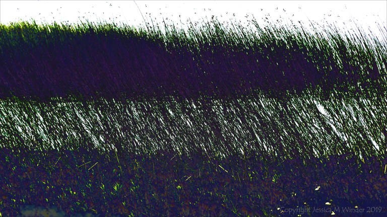 Abstract depiction of lakeside reeds