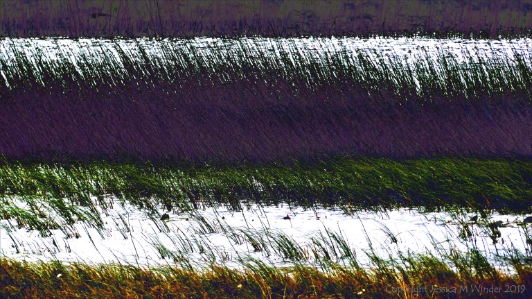 Abstract depiction of lakeside reeds