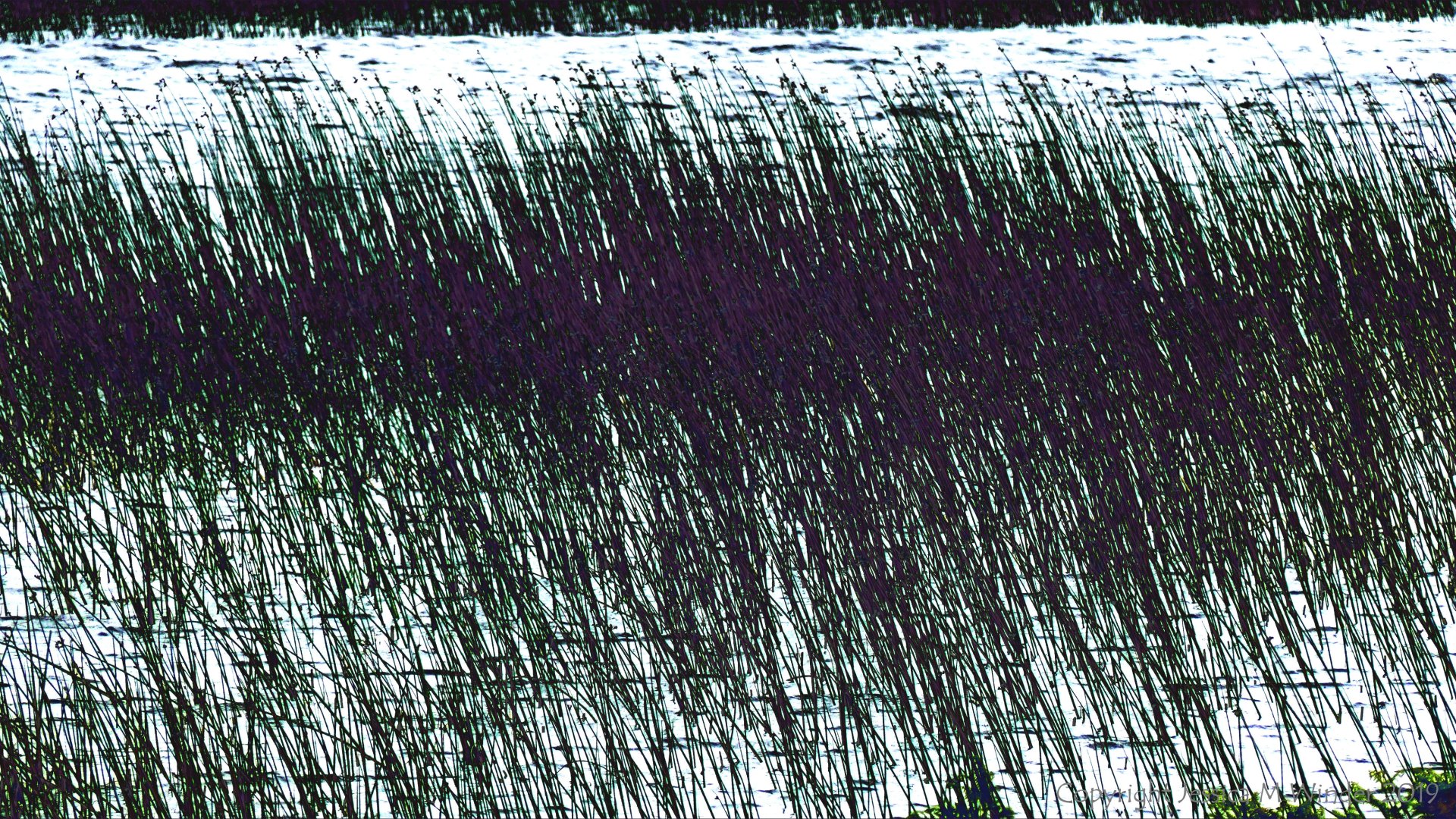 Abstract depiction of lakeside reeds