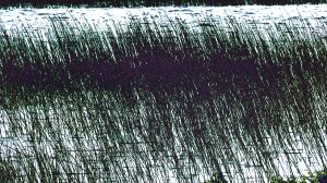 Abstract depiction of lakeside reeds