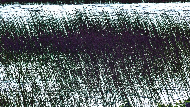 Abstract depiction of lakeside reeds