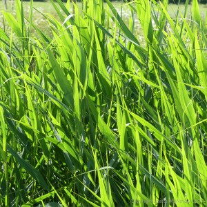Riverside grasses