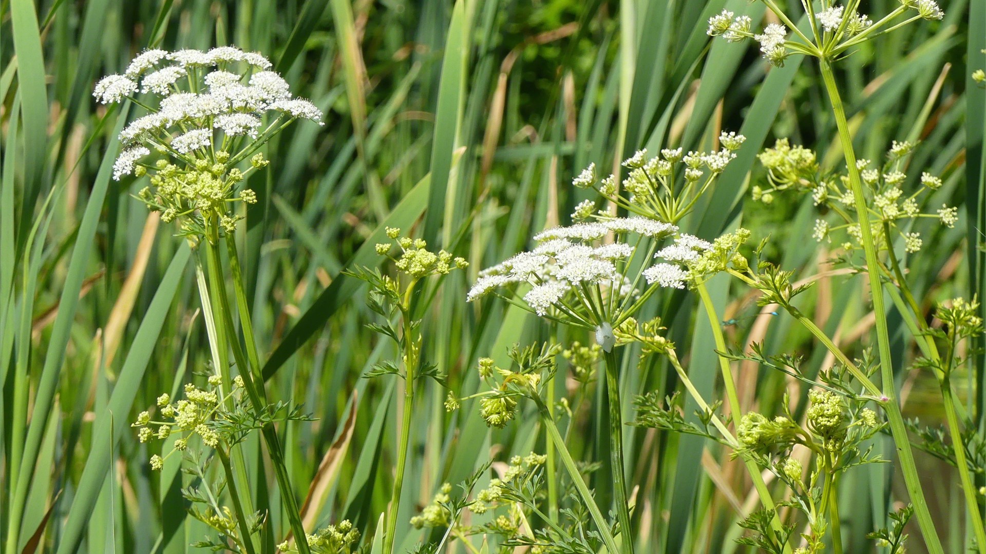 Lakeside plants