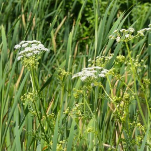 Lakeside plants