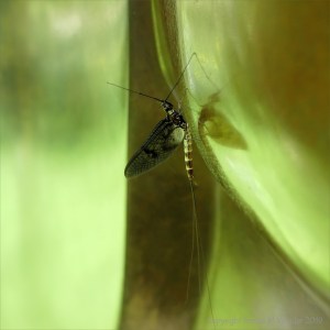 Mayfly on bronze sculpture