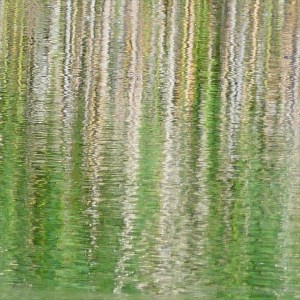 Reflections of lakeside reeds