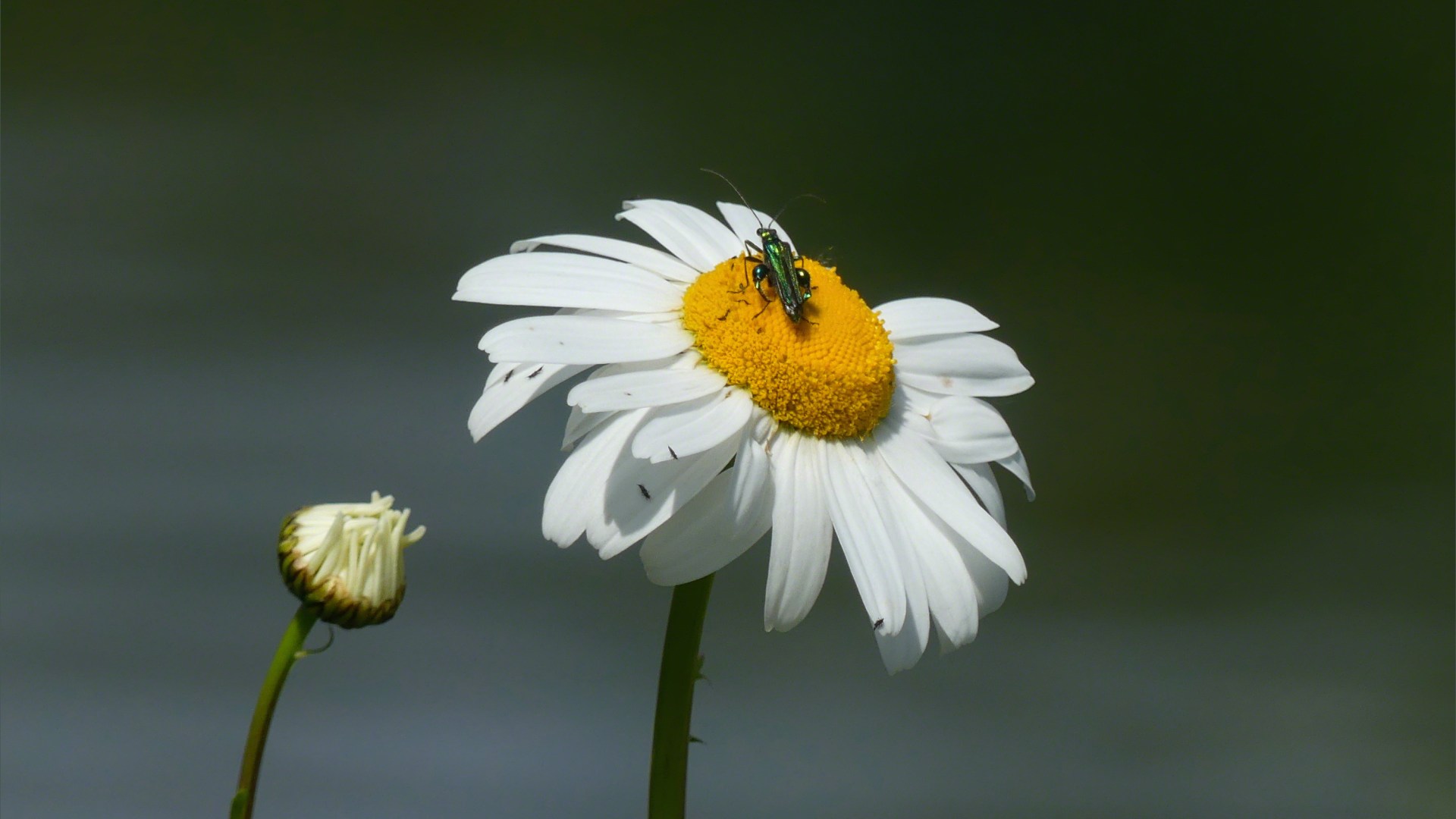 Ox-Eye Daisy with bug