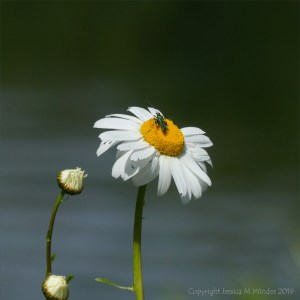 Ox-Eye Daisy with bug