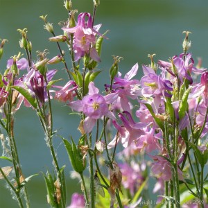 Pink flowers on the banks of the River Frome in Dorset