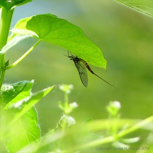 Mayfly on the underside of a leaf