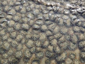 Surf or Aggregating Anemones on the Oregon Coast