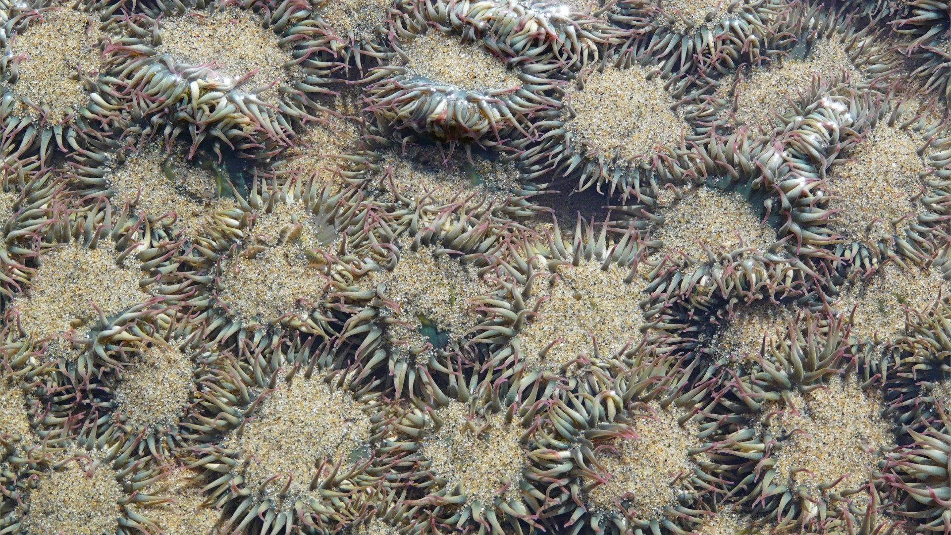 Surf or Aggregating Anemones on the Oregon Coast