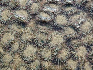 Surf or Aggregating Anemones on the Oregon Coast