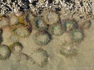 Surf or Aggregating Anemones on the Oregon Coast
