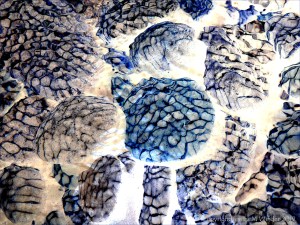 Part of a study of natural patterns of reflected light on river-bed pebbles