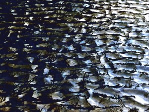 Water ripple variations