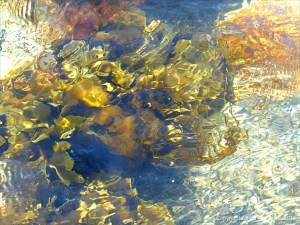 Seaweed under water as an abstract image